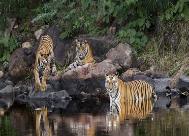 Panna National Park (1).jpg